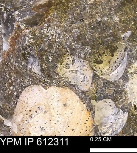 undet. Bivalvia