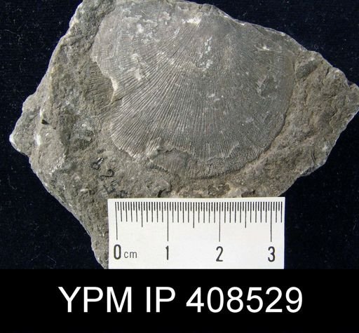 Stropheodonta beckii