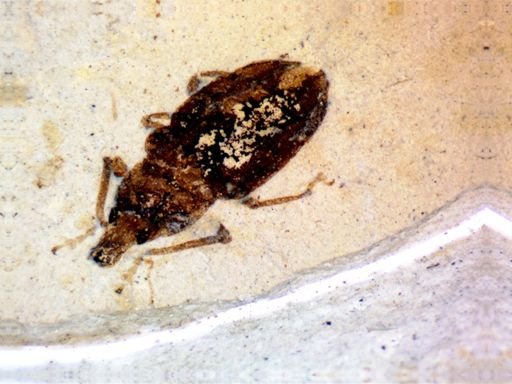 undet. Curculionidae