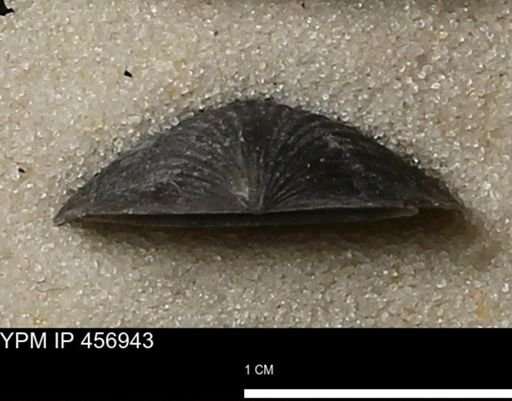 Stropheodonta sp.