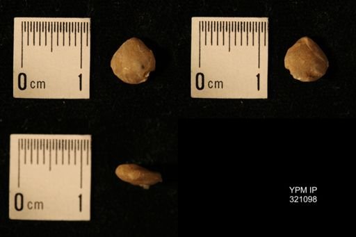 Dielasma breviplicatum
