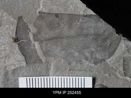 undet. Eurypterida