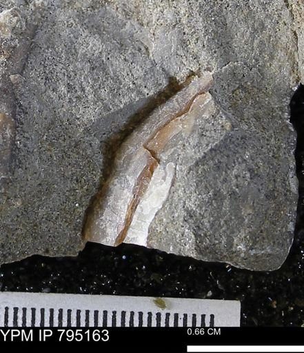 undet. Bivalvia
