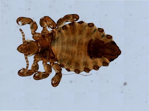 Haematopinus eurysternus