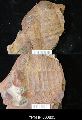 undet. Trilobita