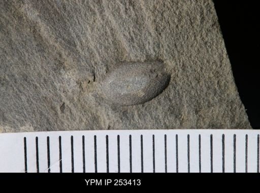 undet. Ostracoda