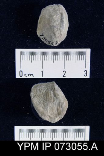 Atrypa tennesseensis