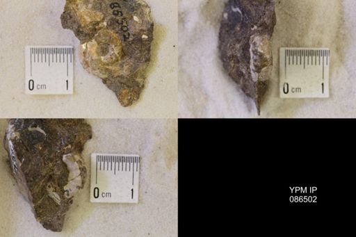 undet. Scaphitidae