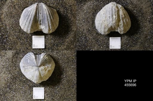 Platystrophia ponderosa