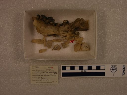 Ambloctonus major