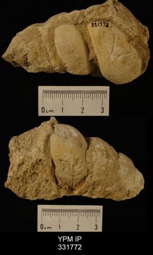 Hormotoma sp.