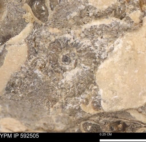 undet. Ammonoidea