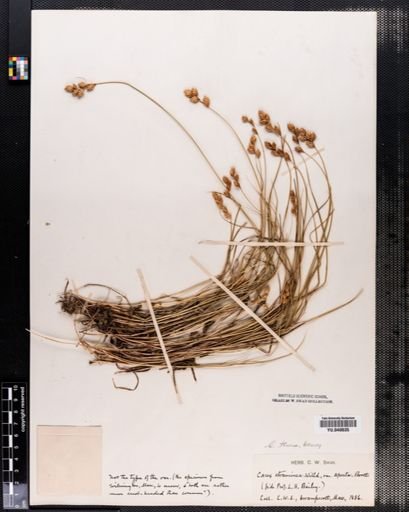 Carex hormathodes