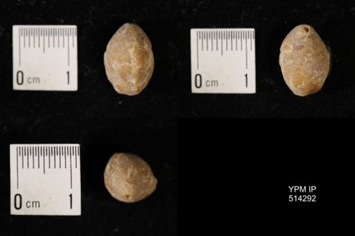 Dielasma breviplicatum