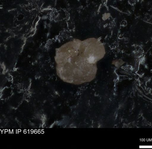 undet. Foraminiferida