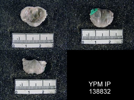 Marginifera typica