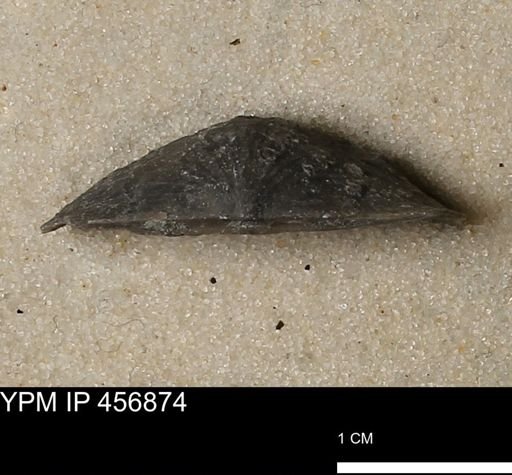 Stropheodonta sp.
