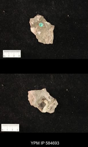 undet. Gastropoda