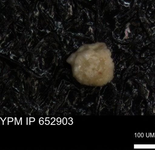 undet. Foraminiferida