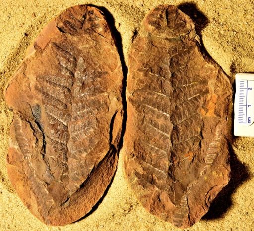 Pecopteris