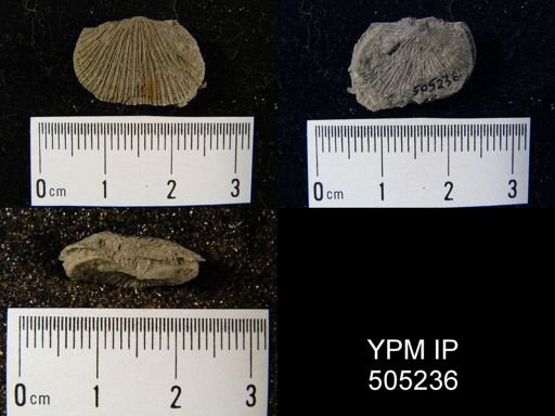 Derbyia crassa