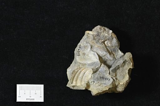 Inoceramus