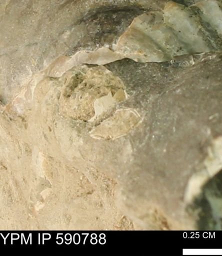 Inoceramus sp.