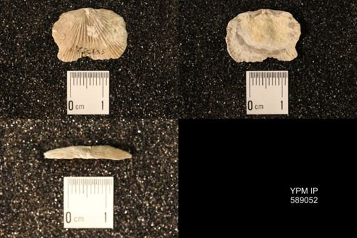 Dinorthis subquadrata