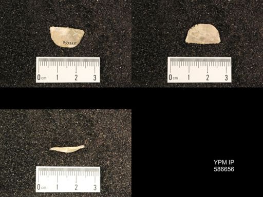 Chonetes granulifer