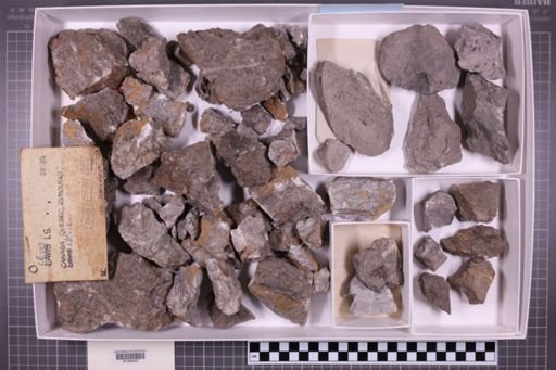 mixed taxa, stratigraphic collection