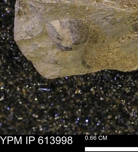 undet. Mollusca