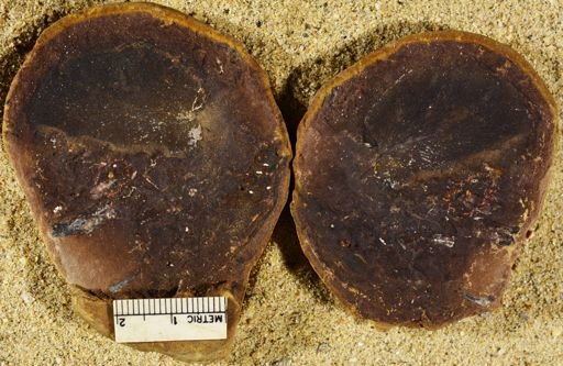 Pecopteris