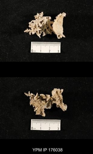 undet. Bryozoa
