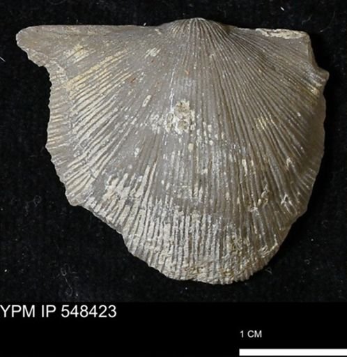 Stropheodonta callawayensis