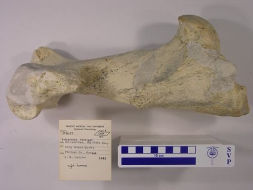 Teleoceras fossiger