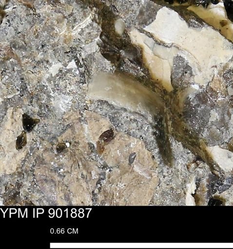 undet. Mollusca