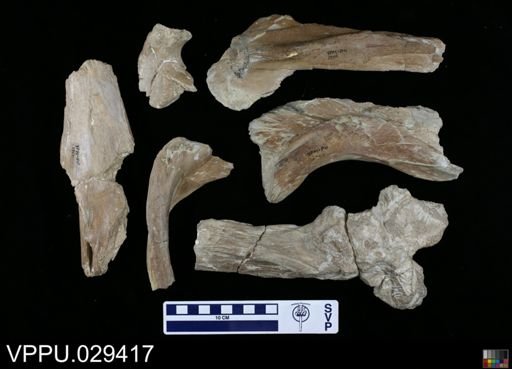 undet. Mosasauridae