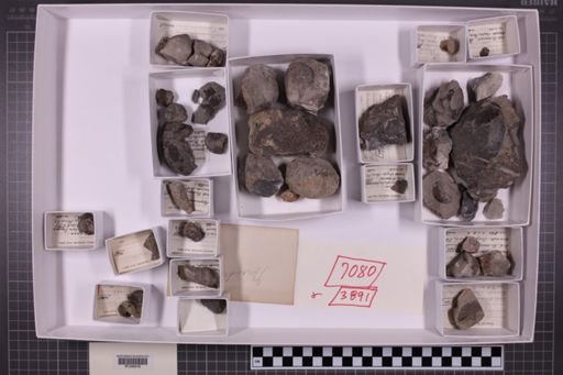 mixed taxa, stratigraphic collection