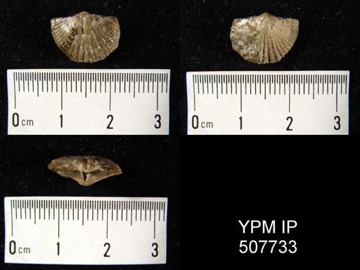 Glyptorthis sp.