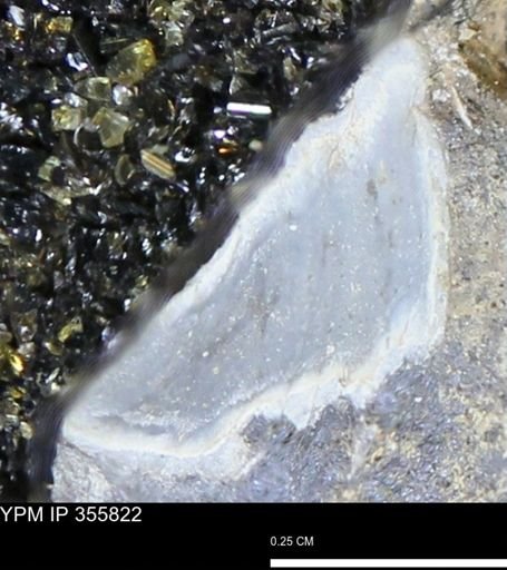 undet. Mollusca