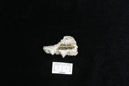 Cimolichthys sp.