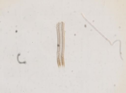 Lyogyrus limosus