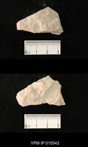 Probnis speciosa