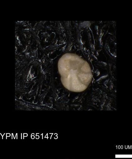 undet. Foraminiferida