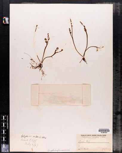 Botrychium simplex