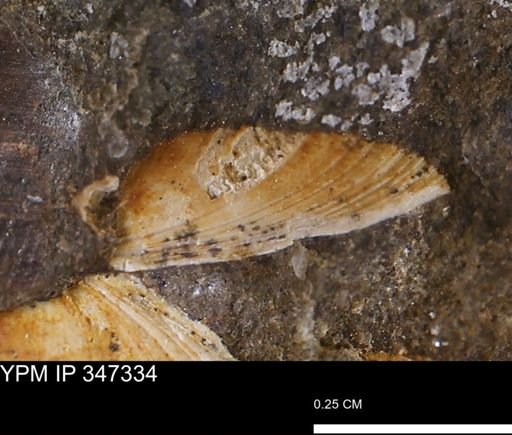 undet. Bivalvia