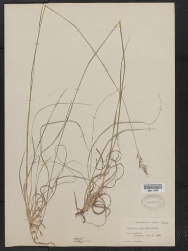 Danthonia spicata