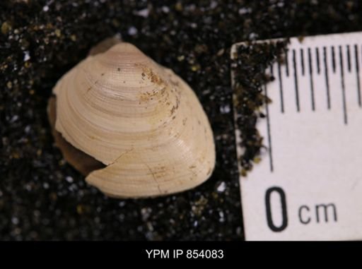 Limopsis striatopunctatus