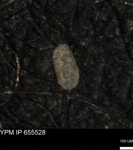 Spirolocammina planula