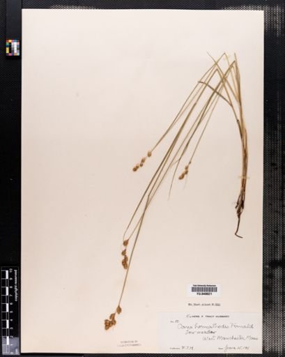 Carex hormathodes